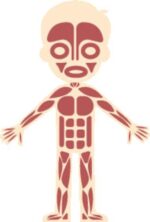 Juego de anatomía infantil para corte láser - Crea tu propio juguete con archivo DXF único - Imagen 4